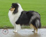 Rough Collie 8T095D-22